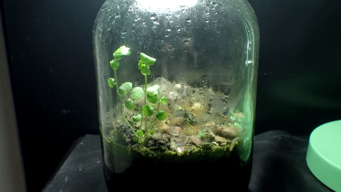 VIDEO Esto Es Lo Que Sucede Si Un Terrario Con Insectos Permanece