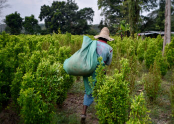 A Venezuelan migrant working as "Raspachines" (coca farmer collectors)carries a bag full of coca leaves in the Catatumbo jungle, Colombia, on February 8, 2019. - Venezuelans earn up to the equivalent of $144 per week working on  coca fields, three times more than what they would received in construction in their country. Like most immigrants, they leave a small part to survive and the rest is sent to Venezuela. (Photo by Luis ROBAYO / AFP)