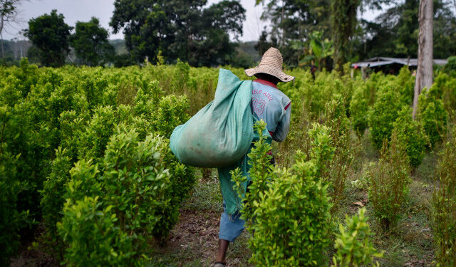 A Venezuelan migrant working as "Raspachines" (coca farmer collectors)carries a bag full of coca leaves in the Catatumbo jungle, Colombia, on February 8, 2019. - Venezuelans earn up to the equivalent of $144 per week working on  coca fields, three times more than what they would received in construction in their country. Like most immigrants, they leave a small part to survive and the rest is sent to Venezuela. (Photo by Luis ROBAYO / AFP)