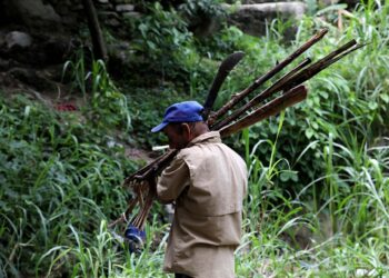 Jorge Asquiles carry firewood collected in Henri Pittier national park in Maracay, Venezuela August 14, 2019. Picture taken August 14, 2019. REUTERS/Manaure Quintero