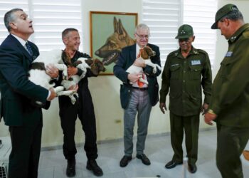 French Ambassador to Cuba Patrice Paoli (3-R), Security Attache at the French embassy Michel Segura (L) and French police dog expert David Berceau (2-R) hold three canines donated by the French government to promote the breeding of Springer Spaniel breed in Cuba, in Havana, on September 27, 2019. - The canines will be used as sniffer dogs by Cuban authorities. (Photo by ADALBERTO ROQUE / AFP)