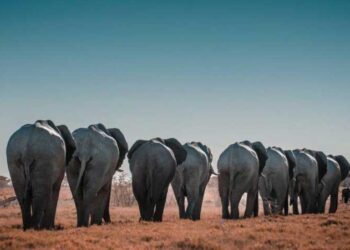 Elefante Zimbabue. Foto referencial.