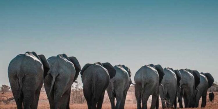 Elefante Zimbabue. Foto referencial.