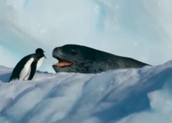 Foca leopardo,. Pinguino. BBC. Foto captua de video.