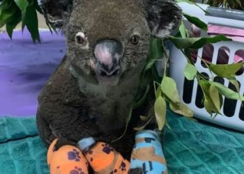Lewis, el koala rescatado incendios Australia, Foto de archivo.