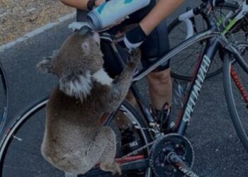 El koala agotado por la sed, Adelaide Hills, Australia, el 27 de diciembre de 2019. Instagram / @bikebug2019 / Reuters.