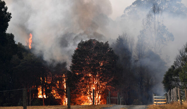 This picture taken on December 31, 2019 shows smoke and flames rising from burning trees as bushfires hit the area around the town of Nowra in the Australian state of New South Wales. - Fire-ravaged Australia has launched a major operation to reach thousands of people stranded in seaside towns after deadly bushfires ripped through popular tourist areas on New Year's Eve. (Photo by SAEED KHAN / AFP)
