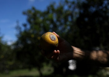 A farmer shows an infected orange in a farm in Bejuma, Venezuela January 23, 2020. Picture taken January 23, 2020. REUTERS/Manaure Quintero