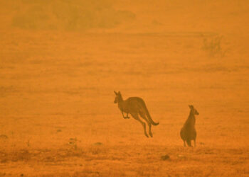 A kangaroo jumps in a field amidst smoke from a bushfire in Snowy Valley on the outskirts of Cooma on January 4, 2020. - Up to 3,000 military reservists were called up to tackle Australia's relentless bushfire crisis on January 4, as tens of thousands of residents fled their homes amid catastrophic conditions. (Photo by SAEED KHAN / AFP)