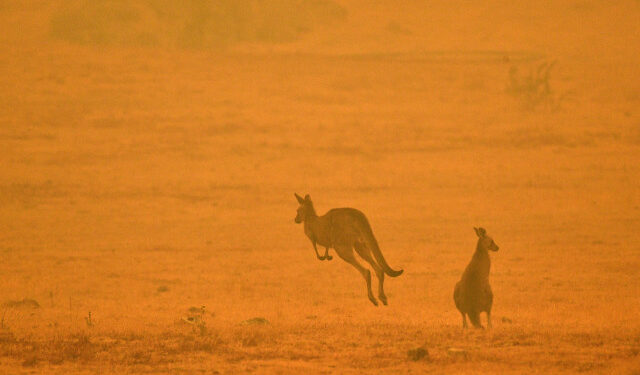 A kangaroo jumps in a field amidst smoke from a bushfire in Snowy Valley on the outskirts of Cooma on January 4, 2020. - Up to 3,000 military reservists were called up to tackle Australia's relentless bushfire crisis on January 4, as tens of thousands of residents fled their homes amid catastrophic conditions. (Photo by SAEED KHAN / AFP)