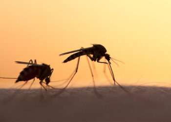 Mosquitos malaria. Foto de archivo.