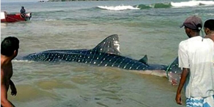Tiburón ballena. costas de Aragua. Foto Instagram @elaragueno.
