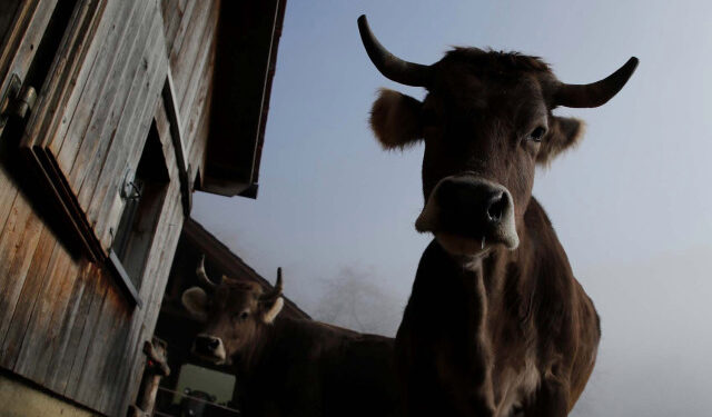 A horned cow is pictured at the farm of Armin Capaul, founder of the horned cow initiative (Hornkuh-Initiative), in Perrefitte near Moutier, Switzerland, November 15, 2018. Picture taken November 15, 2018. REUTERS/Denis Balibouse
