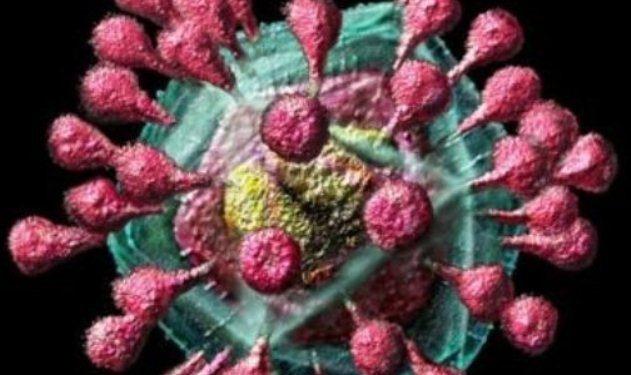Coronavirus bajo el microscópio. Foto agencias.