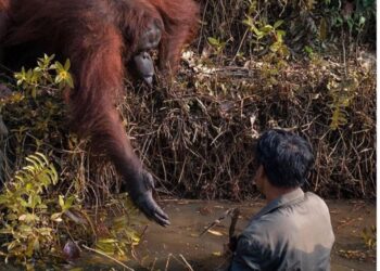 La foto viral de un orangután que tiende la mano a un hombre.