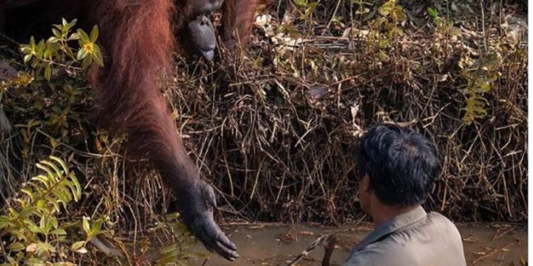 La foto viral de un orangután que tiende la mano a un hombre.
