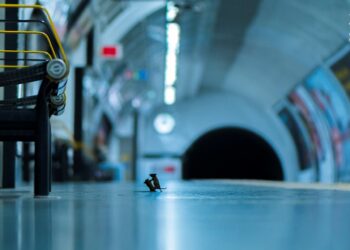 Pelea de ratones, metro de Londres. Foto agencias.