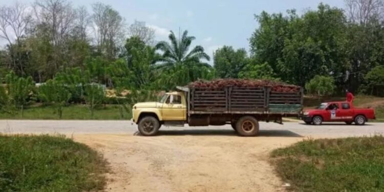 Productores de palma aceitera, plátano, carne y leche en el Sur del Lago denuncian que no tienen gasolina. Foto: Cortesía Azupalma
