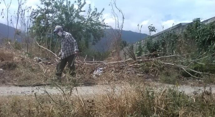 Varios sectores de los municipios Peña, La Trinidad y San Felipe, recurren al corte de árboles para cocinar en fogón tras fallas en el despacho de gas | Foto: Johana Prieto Andrade