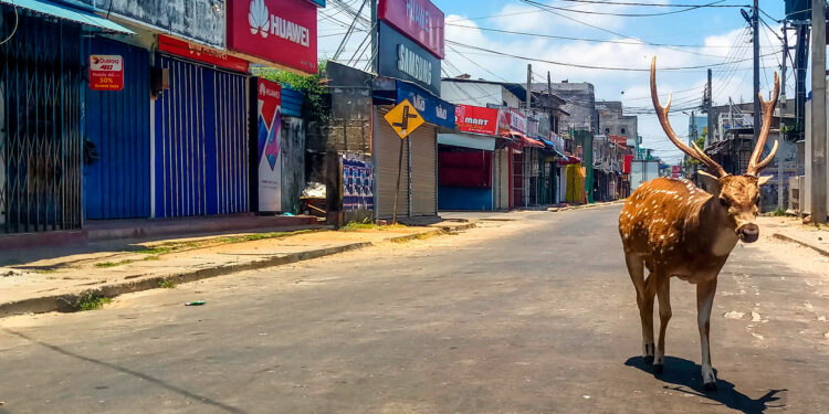 A wild deer, from a herd used to mingle with and be fed by the local population, roams in a deserted street during a government-imposed nationwide lockdown against the COVID-19 coronavirus, in the port city of Trincomalee on March 31, 2020. (Photo by STR / AFP)