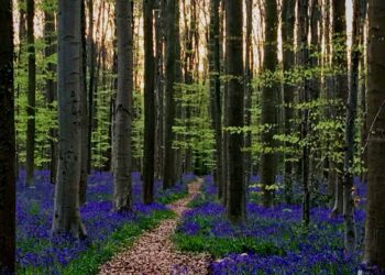 El bosque de Halle. jacintos. Foto Top Bruselas.