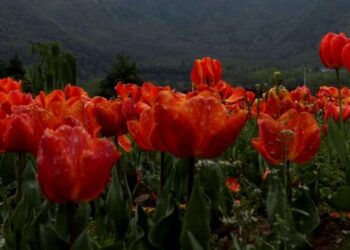 Jardín tulipanes, Cachemira india. Foto de archivo.