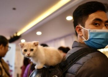 Un hombre con mascarilla transporta a su mascota sobre la mochila en Hanoi durante un concurso de gatos. Foto AFP.