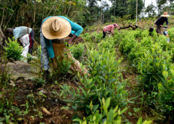 Venezuelan migrants working as "Raspachines" (farmer collector of coca leaves), works at a coca plantation in the Catatumbo region, Norte de Santander Department, in Colombia, on February 9, 2019. - Many Venezuelan who fled their country stopped being workers, taxi drivers, fishermen or sellers to collect the leaf that is used to make cocaine, an illegal activity that they had barely heard about and that tears them physically and morally. (Photo by Luis ROBAYO / AFP)