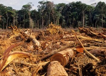 Deforestación en la Amazonía brasileña. Foto de archivo.