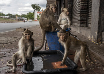 Monkeys drink water left outside a shop in Lopburi, Thailand, where packs of Crab-eating macaques have transformed from tourist draw to serious nuisance, June 29, 2020. The coronavirus pandemic has left the growing population of 8,400 or more monkeys without their usual source of food -- treats from friendly tourists. (Adam Dean/The New York Times)