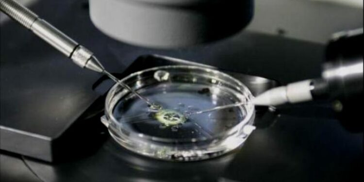 Identifican las 'células culpables' de que embriones no se implanta en útero. Foto de archivo.