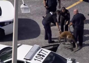 Policía, canguro sur de Florida. Foto captura de video.