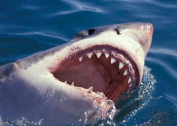 Tiburón blanco. Foto de archivo.