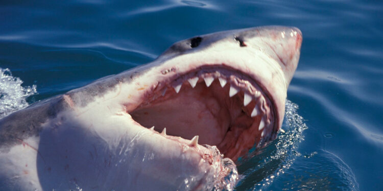 Tiburón blanco. Foto de archivo.