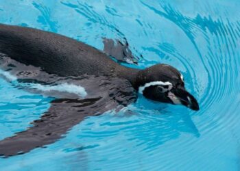 FOTO DE ARCHIVO. Un pingüino de Humboldt, en una piscina durante una presentación sobre la preservación de la especie y el cuidado del medio ambiente en un zoológico en Lima. 15 de marzo de 2012. REUTERS/Mariana Bazo.