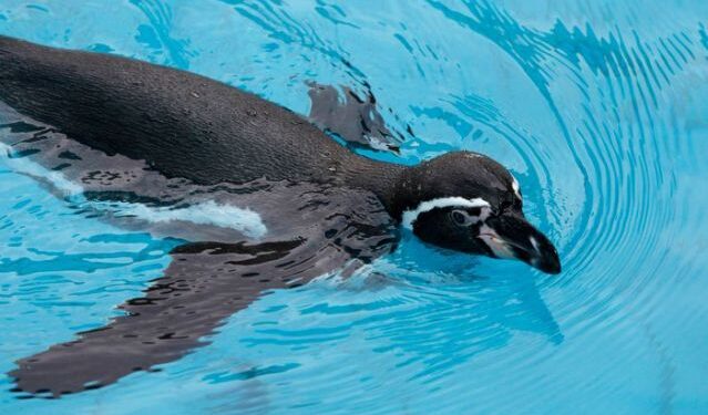 FOTO DE ARCHIVO. Un pingüino de Humboldt, en una piscina durante una presentación sobre la preservación de la especie y el cuidado del medio ambiente en un zoológico en Lima. 15 de marzo de 2012. REUTERS/Mariana Bazo.