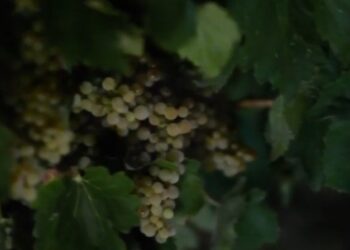 Castilla-La Mancha Comienza la vendimia que llevará la uva de la cepa a las copas. Foto captura de video EFE.