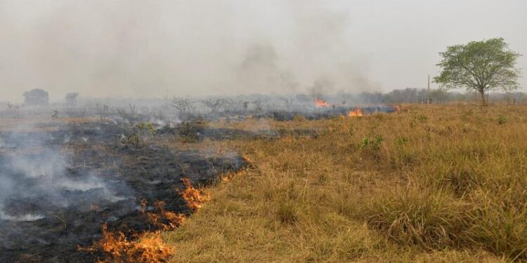 Incendios en el Pantanal. Brasil. Foto agenccias.