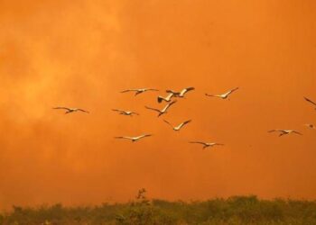 El fuego avanza en la Amazonía y Pantanal. Foto Agencias.