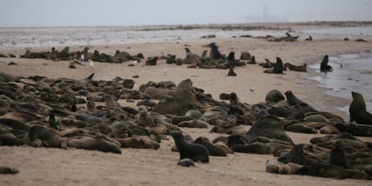 FOTO DE ARCHIVO. La playa cercana a Pelican Point en Namibia donde fueron halladas miles de focas muertas. 13 de octubre de 2020. Namibia Dolphin Project/Handout vía REUTERS