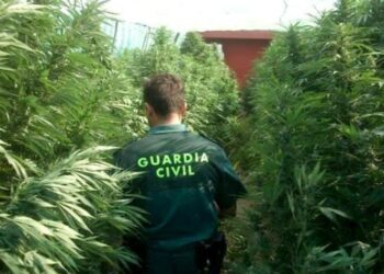 Guardia Civil de España Incautan 372.000 plantas de cannabis. Foto agencias.