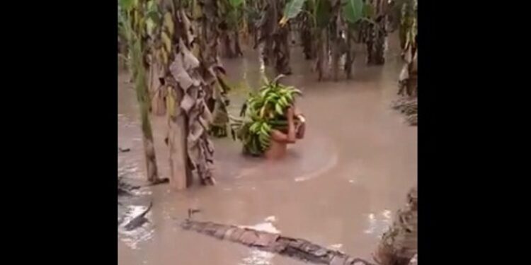 Productores de plátano Zulia. Lluvias. Foto captura de video.