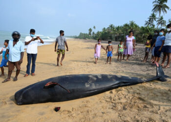 People look at a dead pilot whale on a beach in Panadura on November 3, 2020. - Rescuers and volunteers were racing since November 2 to save about 100 pilot whales stranded on Sri Lanka's western coast in the island nation's biggest-ever mass beaching. (Photo by Lakruwan WANNIARACHCHI / AFP)