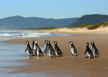 Brasil rescató este año en sus playas 5.597 pingüinos varados. Foto EFE.
