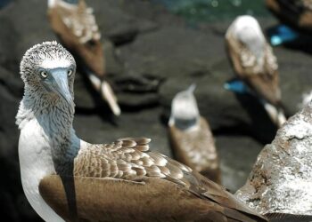 Expertos esperan romper el récord de conteo de aves en Galápagos