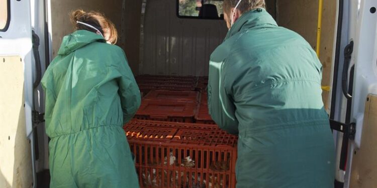 Focos de gripe aviar en Francia. Foto EFEAgro