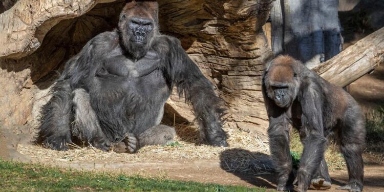 Gorilas del zoológico Safari Park de San Diego, California, EEUU. Foto agencias.