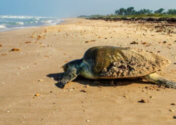 Tortugas, playas, Florida EEUU. Foto de archivo.