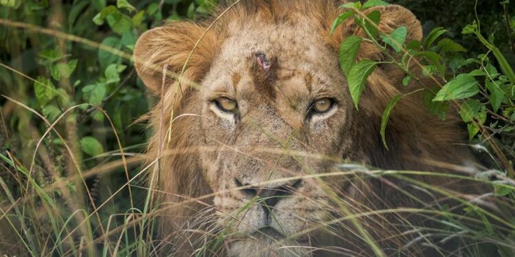 Un lleón escondido en el sector de Ishasha, en el Parque Nacional de la Reina Isabel, localizado en el suroeste de Uganda, y donde este sábado se han descubierto los cadáveres de 6 leones muertos. EFE/Pablo Moraga