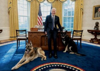 Perros del presidente de EEUU. Joe Biden. Foto agencias.